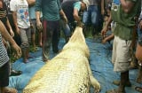 Mổ bụng cá sấu dài 6m, bất ngờ thấy tay và chân người