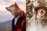Chú chó Shiba Inu kiếm cả bộn tiền nhờ làm người mẫu ảnh