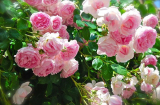 Cách trồng hoa hồng bằng phương pháp giâm cành đơn giản
