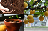 Cách trồng chanh trong chậu cho quả quanh năm