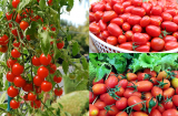 Cách trồng và chăm sóc cà chua bi cho ra quả quanh năm