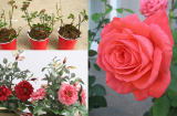 Kỹ thuật trồng hoa hồng trong chậu chuẩn nhất cho hoa nhiều và đẹp