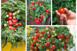 Kĩ thuật trồng cà chua bi cho quả sai trĩu trịt