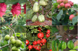 5 loại cây ăn quả dễ trồng từ hạt ngay tại vườn nhà