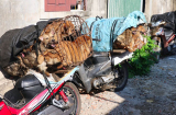 Hà Tĩnh: Triệt phá đường dây bắt trộm hàng nghìn con chó