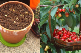 3 bước trồng cây cherry đơn giản giúp bạn có thể thu hoạch vài trăm quả mỗi ngày, đảm bảo ăn mãi không hết