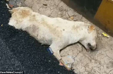 Công nhân đào đường chôn sống chú chó ngủ quên gây phẫn nộ