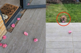 Rụng tim với chú mèo đáng yêu bí mật tặng hoa cho hàng xóm mỗi ngày