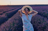 Hoa hậu Chuyển giới Hương Giang đẹp dịu dàng giữa cánh đồng lavender lãng mạn