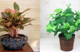8 loại cây phong thủy trồng trong nhà vừa thanh lọc không khí lại giúp gia chủ hút tài, hút lộc
