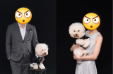 Phát cuồng với biểu cảm 'hờn cả thế giới' của chú chó poodle theo 'sen' đi chụp ảnh cưới