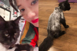 Hari Won đăng clip thông báo tình hình mèo cưng 3.000 USD sau khi lỡ dại cạo nhẵn lông 'trần trụi'