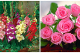 5 loại hoa này trong nhà vừa đẹp không gian vừa rước tài lộc về nhà cho gia chủ