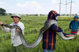 Bắt được trăn 'khủng' dài 2,5m ở Thanh Hóa, người dân hiếu kỳ 'ào ào' chạy đến chụp ảnh đăng mạng