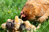'Sao ngày nào mẹ cũng phải đẻ trứng?': Câu trả lời của gà mẹ và bài học sinh tồn đáng suy ngẫm