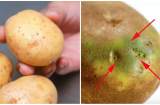 Vứt bỏ ngay những củ khoai tây có chứa dấu hiệu này nếu không muốn bệnh tật đeo bám cả đời