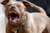 Chó Pitbull nặng 30kg điên cuồng lao vào cắn chủ nhà và hàng xóm nhập viện