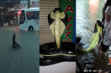 Sự thật về 'rắn hổ mang' xuất hiện trên đường phố Nha Trang khiến nhiều người khiếp vía
