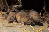 3 cách cực dễ để nhà không có bóng dáng con chuột nào mà chẳng cần tới thuốc