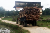 Xe công nông chở gỗ 'khiêng' luôn cổng chào của làng lên xe gây xôn xao