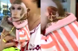 Phát sốt với chú khỉ 'quý tộc' đeo vàng từ đầu đến chân, chỉ thích ăn nho Mỹ