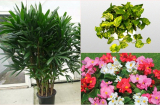 Kì lạ 5 loại cây phong thủy vừa mang lại tài lộc vừa có khả năng chống ung thư hiệu quả