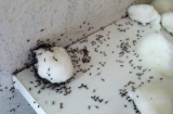 Mách bạn bí kíp cực đơn giản để trong nhà không có con kiến nào mà chẳng cần tới thuốc diệt