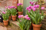 Trồng hoa tulip theo cách này chỉ cần NƯỚC là sống khỏe, 30 ngày sau hoa nở bung, chơi qua Tết vẫn tươi