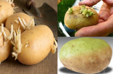 Cảnh báo: Ăn khoai tây mọc mầm, cẩn thận rước họa vào thân