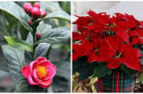 6 loại hoa HÚT TÀI ĐÓN LỘC vào nhà nhất định phải có trong ngày Tết Nguyên Đán Kỷ Hợi 2019