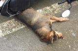 Chó 'điên' xông vào trung tâm thương mại cắn bị thương hàng chục người