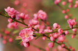 8 loại hoa nên có trong ngày Tết để cả năm gặp nhiều may mắn, phúc lộc ngập nhà