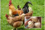 Chủ trang trại gà mách độc chiêu cho gà ĂN TỎI: Gà lớn nhanh như thổi, thịt săn chắc, thơm ngon gấp 10 lần