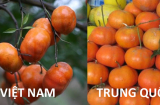 Mách mẹ cách đơn giản phân biệt cam quýt Việt Nam và Trung Quốc chuẩn 100%