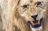 Chuyện sư tử mất mạng vì 1 vết thương: Cách 'bắt bệnh' của sư tử già khiến tất cả thán phục