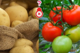 Ăn 5 loại thực phẩm này với cà chua sẽ biến thành 'độc dược', nguy hại khó lường, chớ dại mà mắc phải