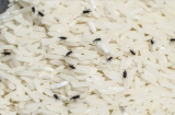 Mọt đen khiến gạo mất sạch chất dinh dưỡng, nắm mẹo này để đuổi chúng đi nhằm bảo vệ sức khỏe gia đình