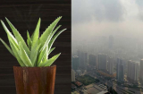 Trồng ngay 5 loại cây này để thanh lọc không khí trong nhà khi Hà Nội, Sài Gòn đang ô nhiễm nặng