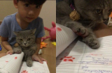Sợ bố mẹ đọc được lời nhận xét của cô giáo, cậu bé đã lôi ngay chú mèo ra rồi bắt 'ký thay'