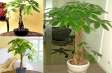 Đặt 4 loại cây này trong nhà, giúp gia chủ tăng cường lộc khí, giao đạo luôn vui vẻ, an vui