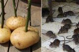 Đặt khoai tây trong nhà theo cách này, lũ chuột “một đi không bao giờ trở lại”