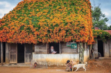 Xuất hiện ngôi nhà gỗ phủ kín hoa ở Lâm Đồng khiến ai cũng muốn đến 'sống ảo' một lần