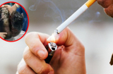 Hình ảnh lá phổi đen kịt của bệnh nhân sau 30 năm hút thuốc lá: Xem xong còn ai dám hút thuốc?