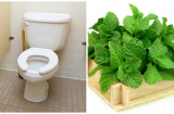 Đặt bó rau bạc hà trong nhà vệ sinh công dụng cực kỳ thần thánh, ai cũng nên biết