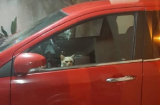 Không bị may mắc kẹt trong ô tô của hàng xóm, chú mèo đã leo lên ghế lái rồi bật đèn xe kêu cứu