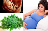 Những loại rau cực bổ nhưng 'độc hại cho thai nhi', mẹ bầu chớ dại động đũa