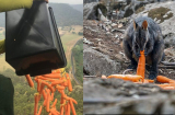 'Mưa' cà rốt và khoai lang cứu đói động vật bị cháy rừng ở Úc