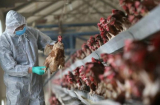 Cúm gà H5N1 bùng phát gần tâm điểm virus corona ở Trung Quốc
