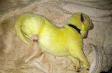 Hy hữu: Chú chó sinh ra có bộ lông màu vàng chanh lạ đời khiến chủ nhân không khỏi xúc động