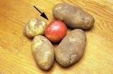 Thấy chồng bỏ quả táo vào trong rổ khoai tây, 1 tháng sau kiểm tra vợ tròn mắt vì bất ngờ